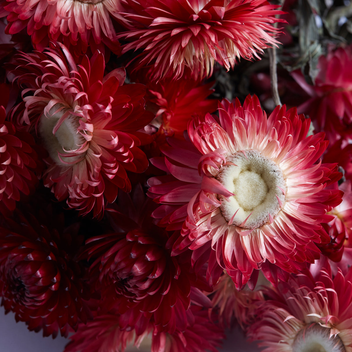 Helichrysum, (Strawflower) Dried, Natural Red