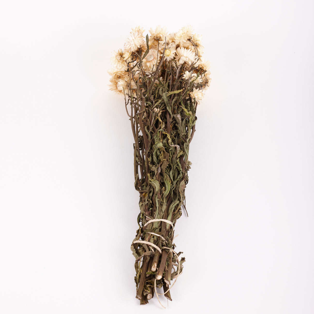 Helichrysum, (Strawflower), Dried, Natural White