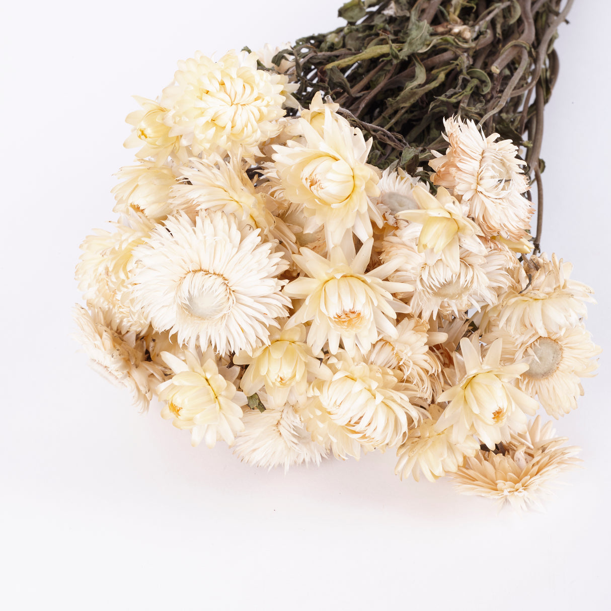 Helichrysum, (Strawflower), Dried, Natural White