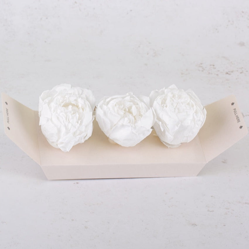 Peony Heads Preserved, White, Box x 3