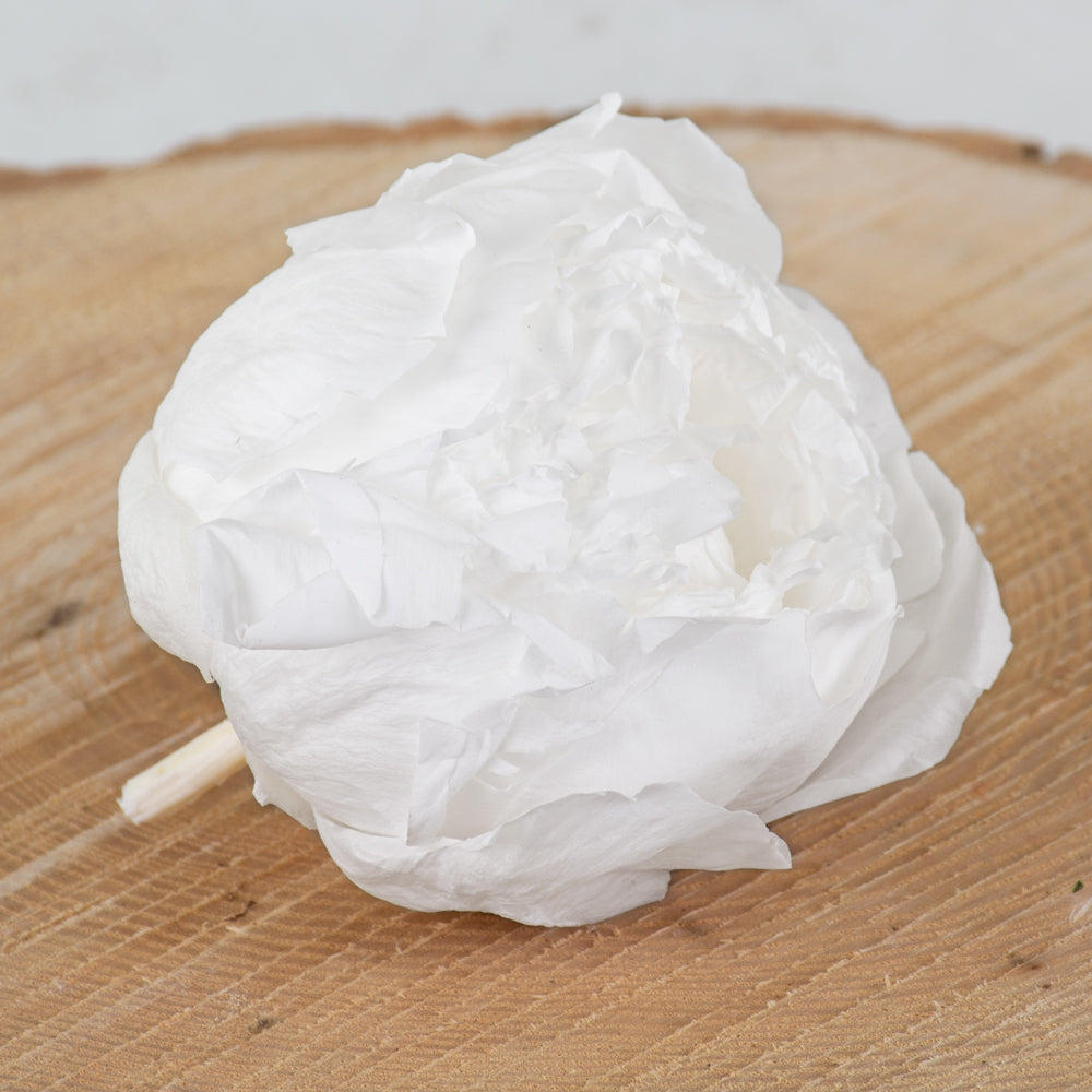 Peony Heads Preserved, White, Box x 3