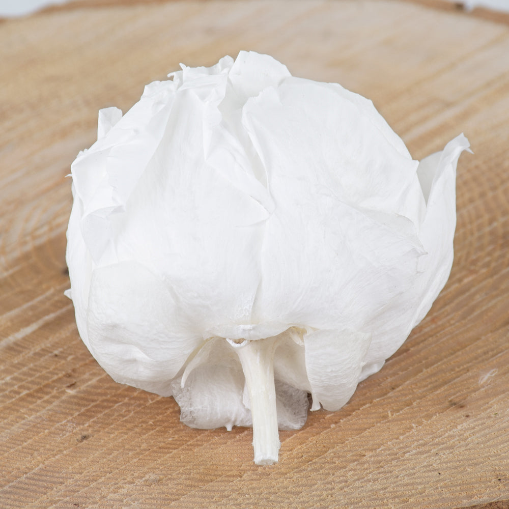 Peony Heads Preserved, White, Box x 3