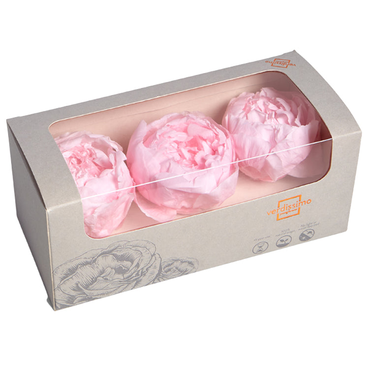 Peony Heads (Verdissimo), Preserved, Pastel Pink, Box x 3