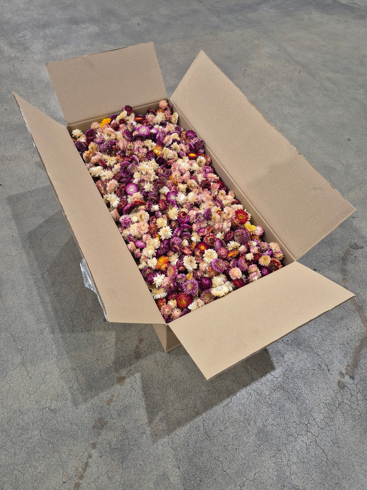 Strawflower, (Helichrysum Heads), Dried, Mix, per 3KG Box