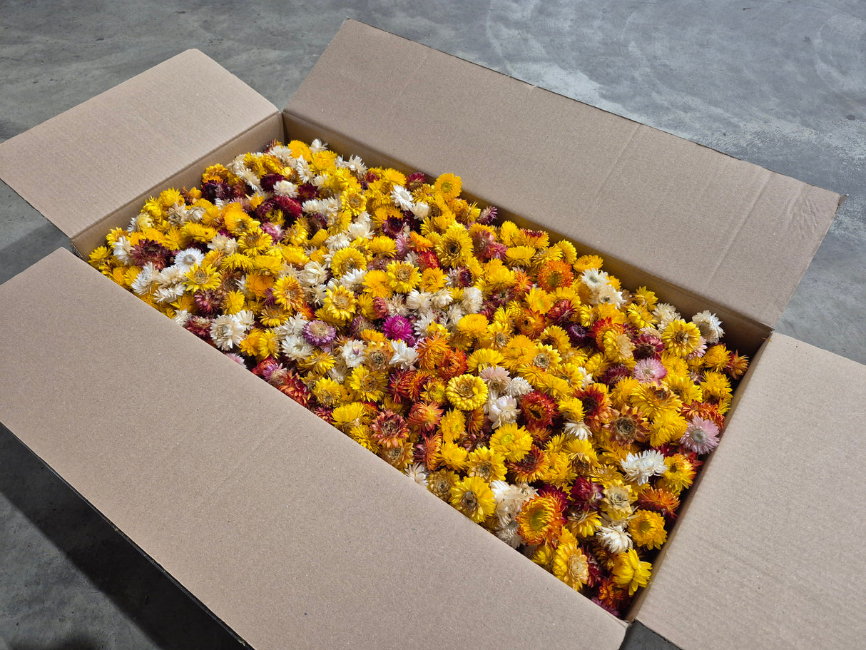 Strawflower, (Helichrysum Heads), Dried, Mix, per 3KG Box