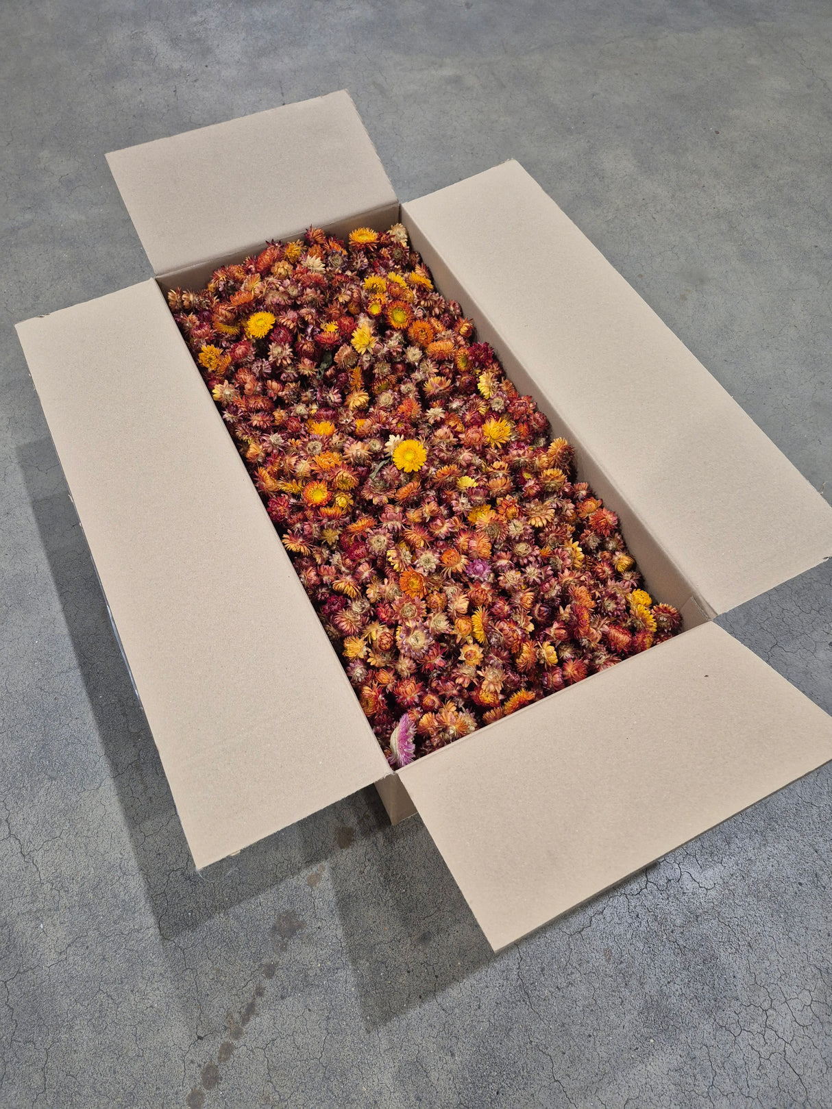 Strawflower, (Helichrysum Heads), Dried, Orange, per 3KG Box
