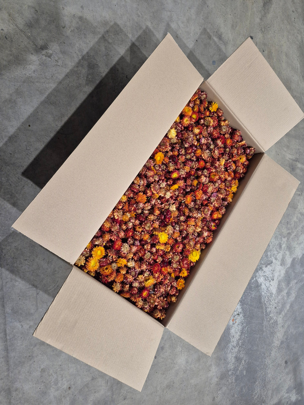 Strawflower, (Helichrysum Heads), Dried, Orange, per 3KG Box