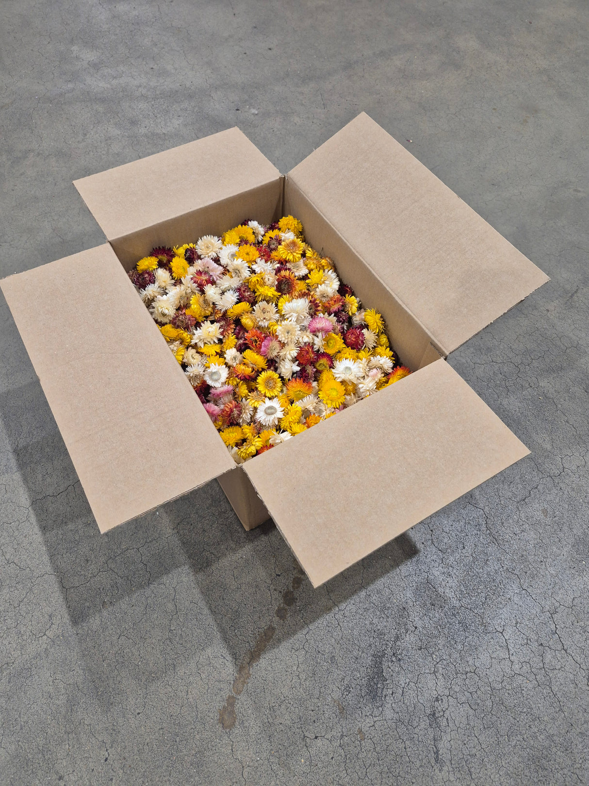 Strawflower, (Helichrysum Heads), Dried, Mix, per 1KG Box