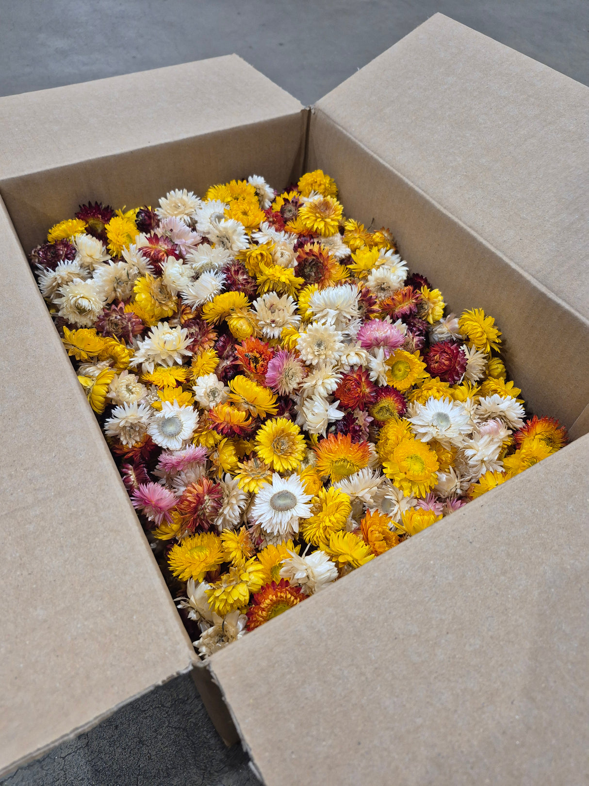 Strawflower, (Helichrysum Heads), Dried, Mix, per 1KG Box