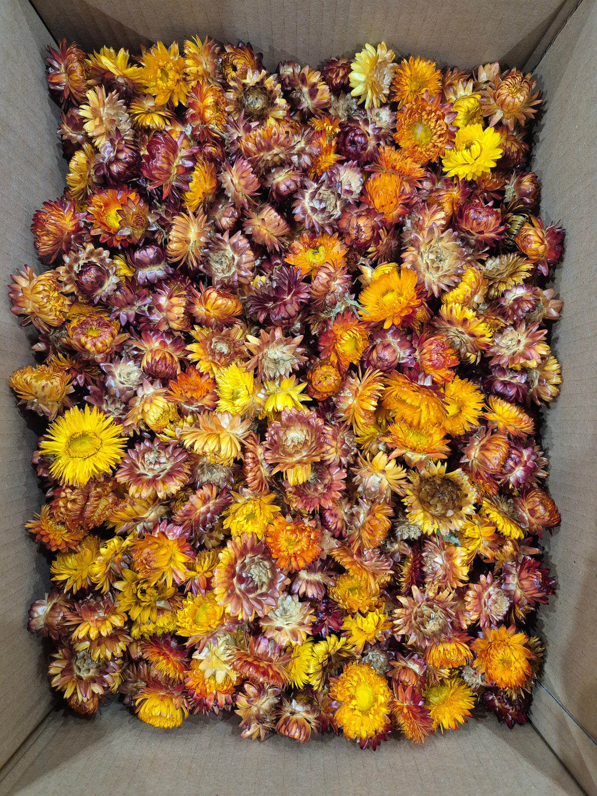 Strawflower, (Helichrysum Heads), Dried, Orange, per 1KG Box