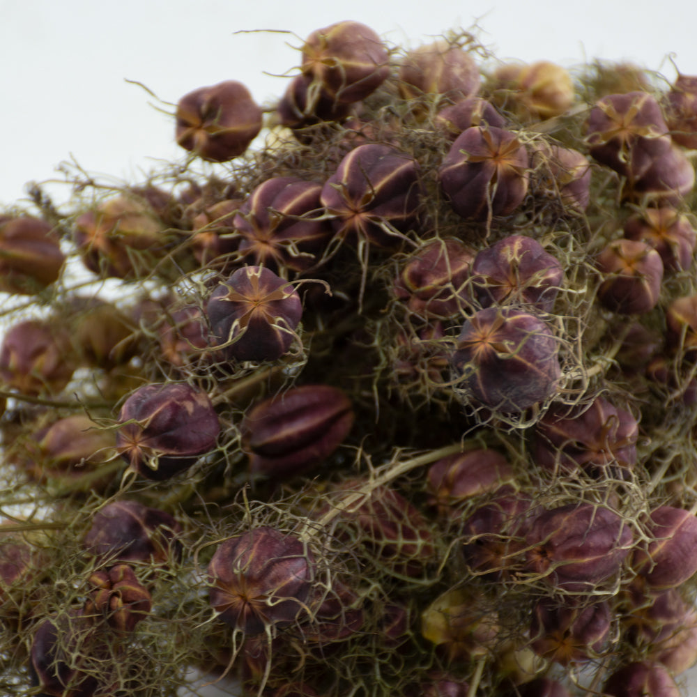 Nigella Seed Pods, (Dried), Black, Bunch