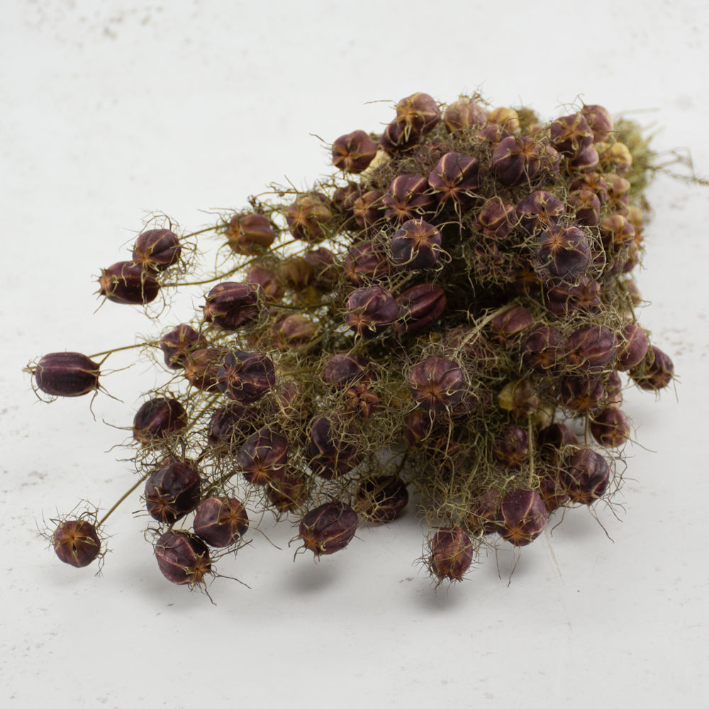 Nigella Seed Pods, (Dried), Black, Bunch