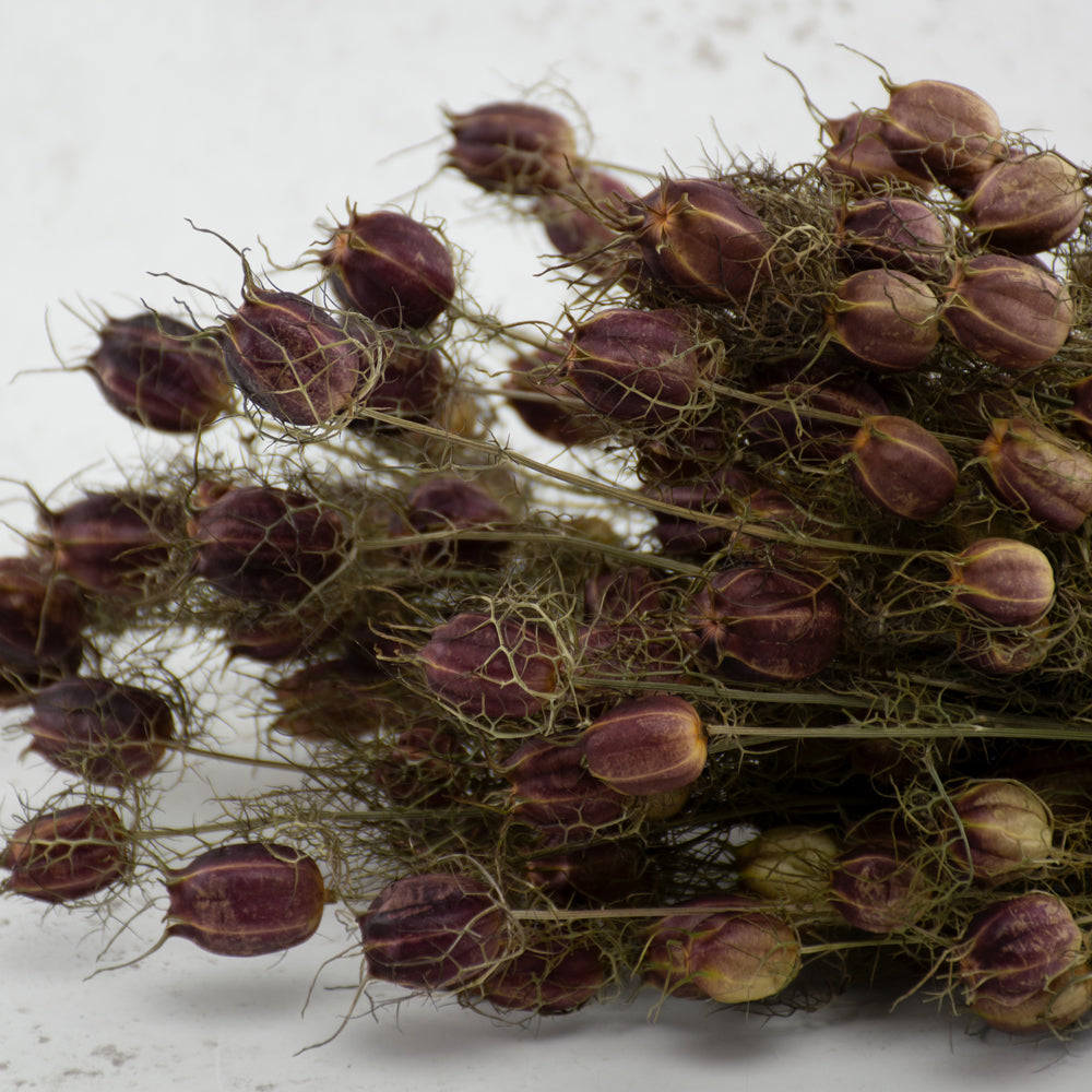 Nigella Seed Pods, (Dried), Black, Bunch