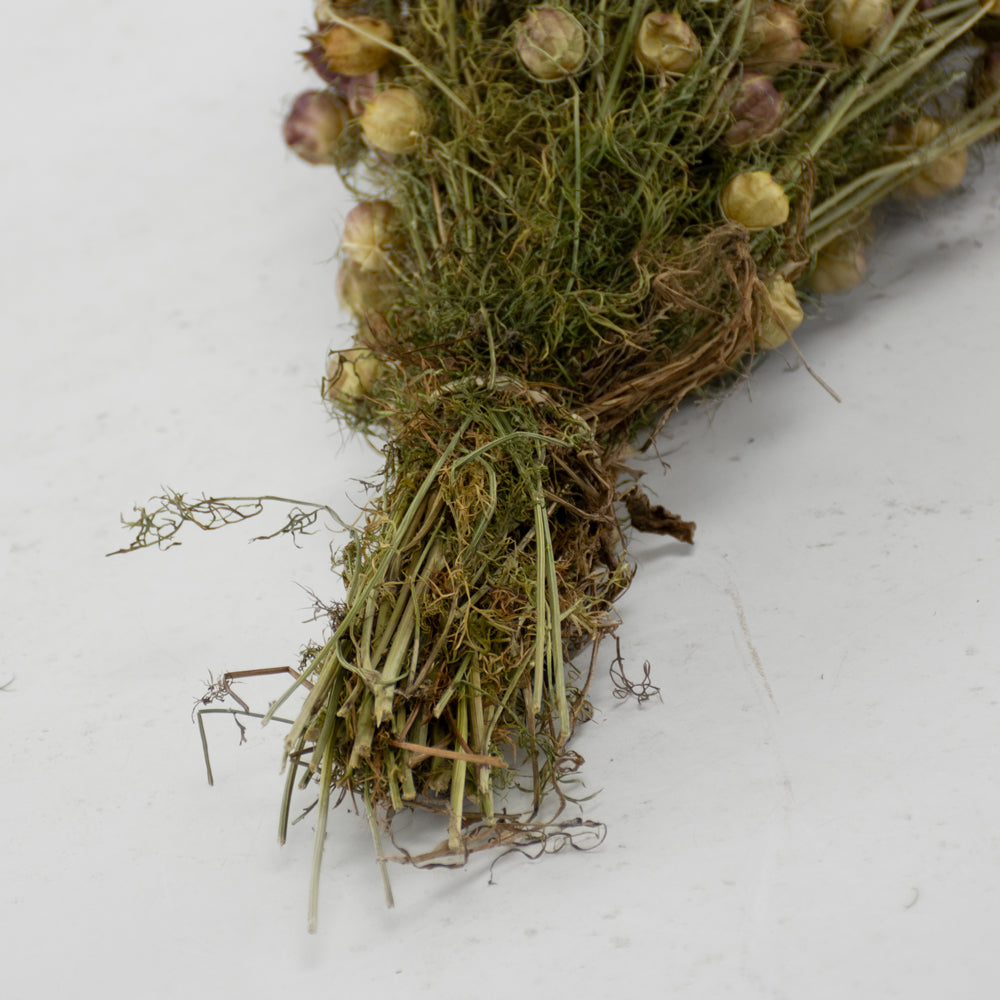 Nigella Seed Pods, (Dried), Black, Bunch