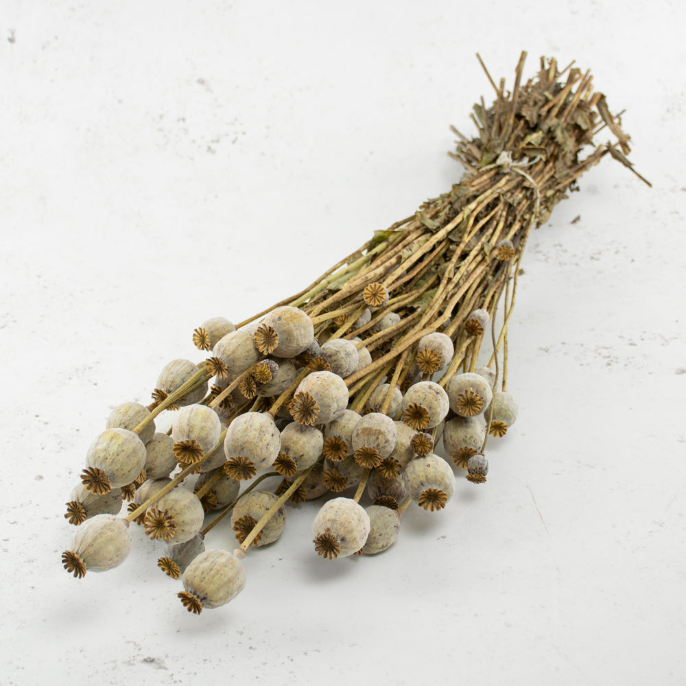 Poppy Heads, (Papaver), Dried, Natural