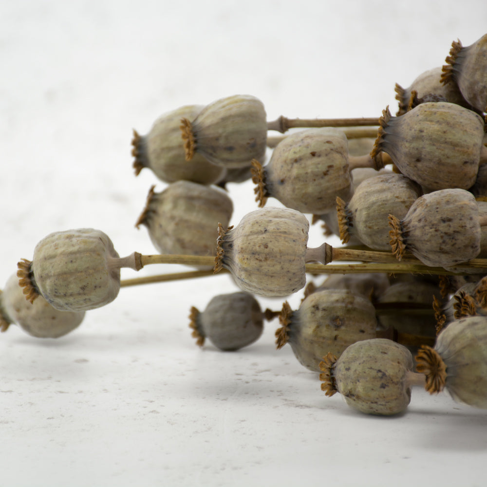 Poppy Heads, (Papaver), Dried, Natural