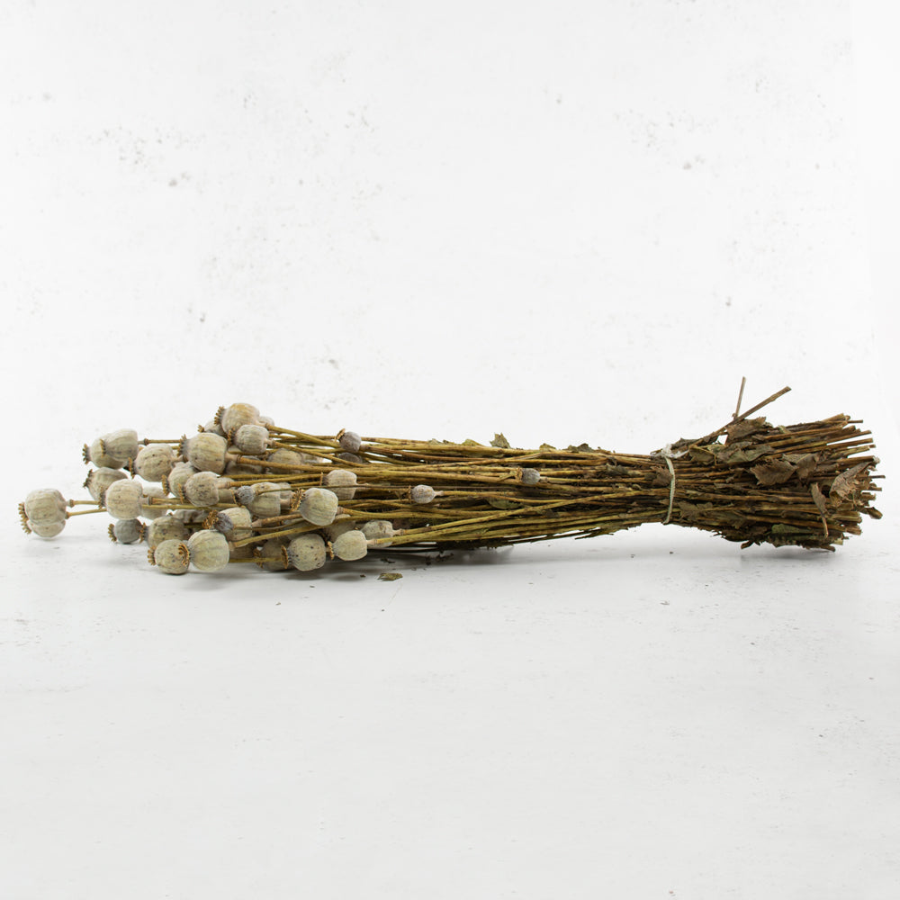 Poppy Heads, (Papaver), Dried, Natural