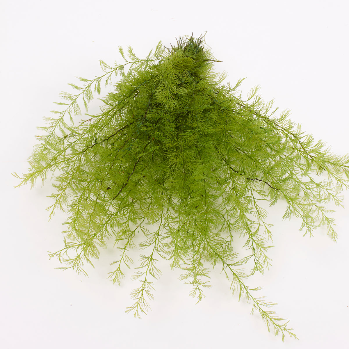 Air Fern, Preserved, Light Green, Bunch, British