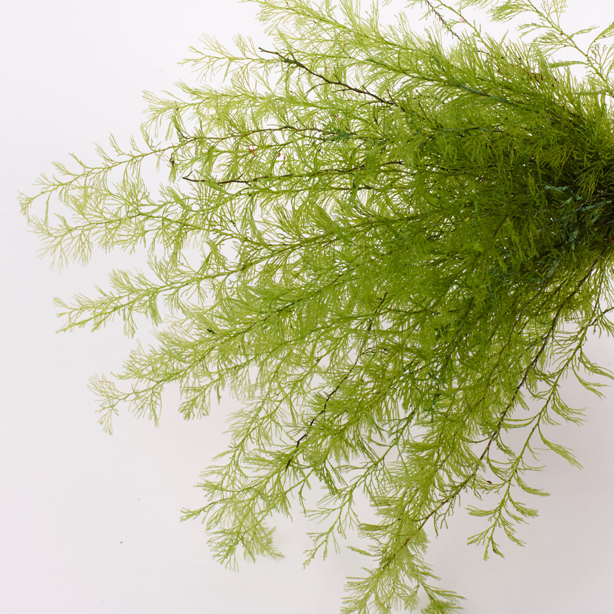 Air Fern, Preserved, Light Green, Bunch, British
