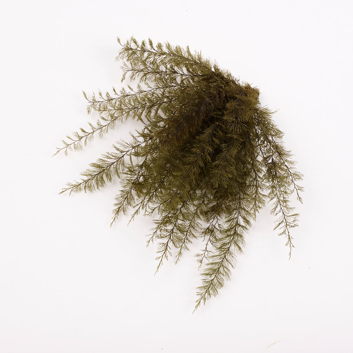 Air Fern, Preserved, Dark Green, Bunch, British