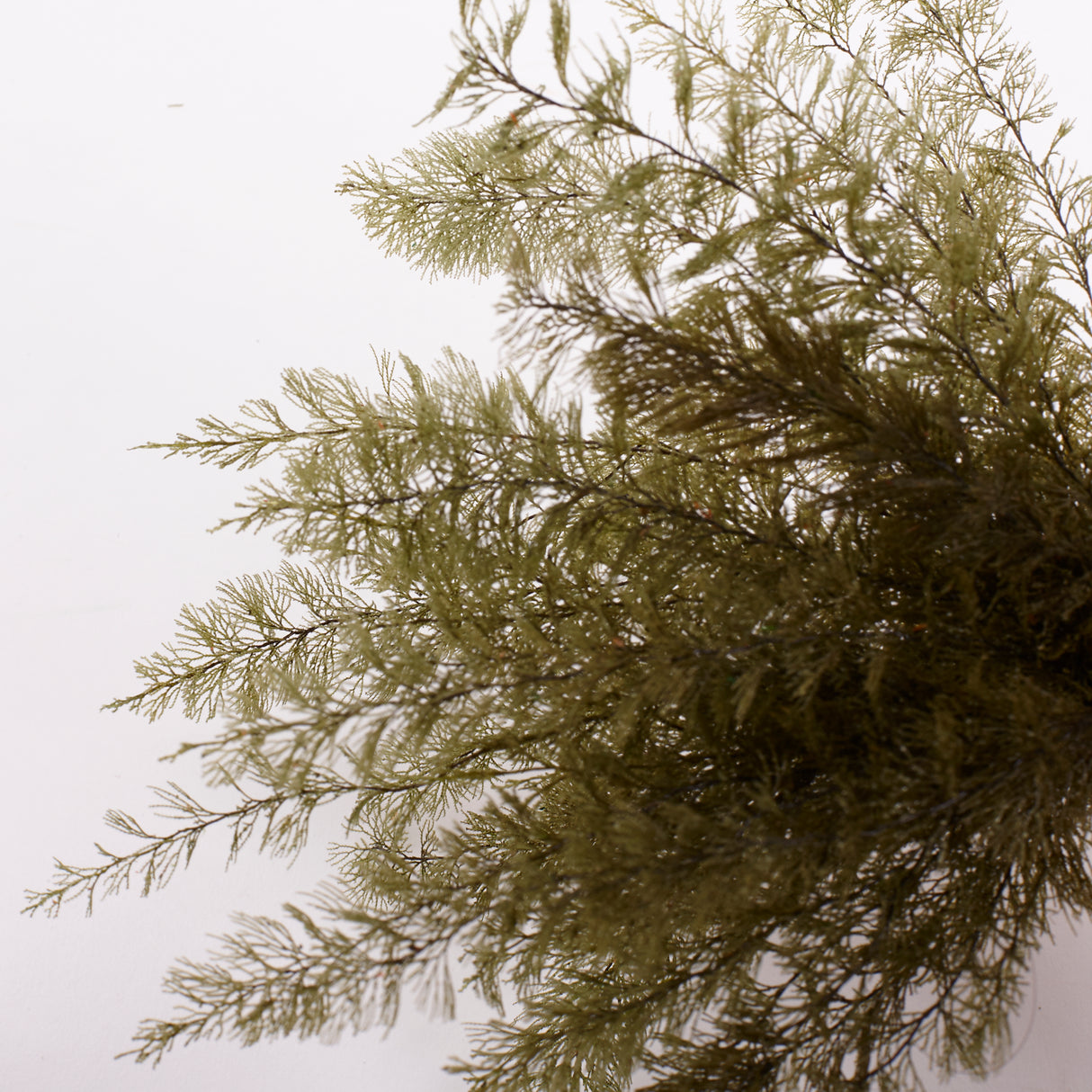 Air Fern, Preserved, Dark Green, Bunch, British