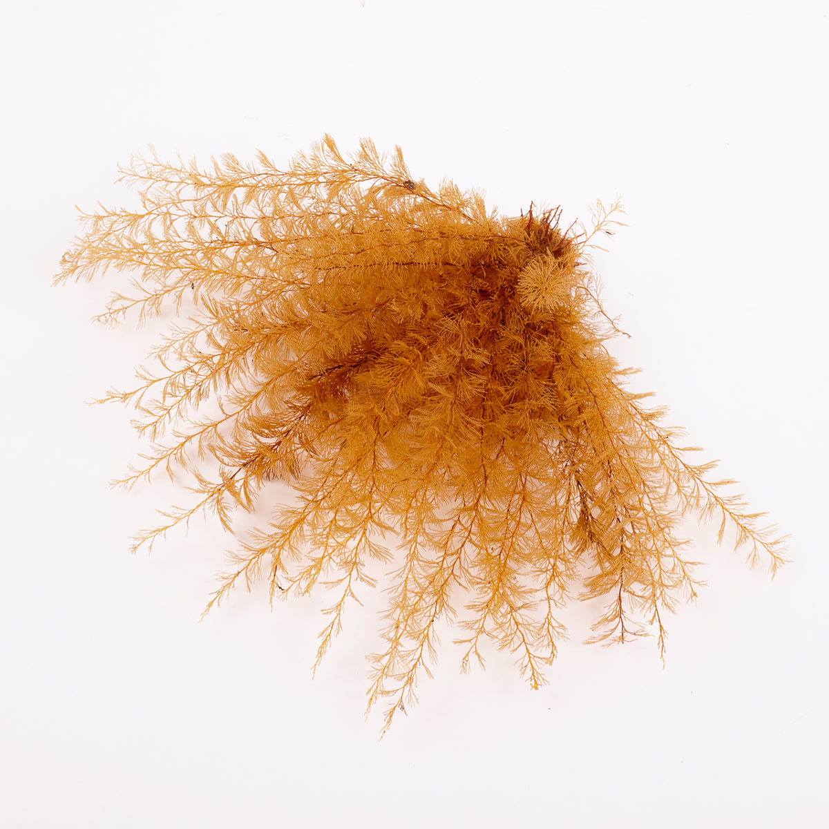 Air Fern, Preserved, Yellow, Bunch, British