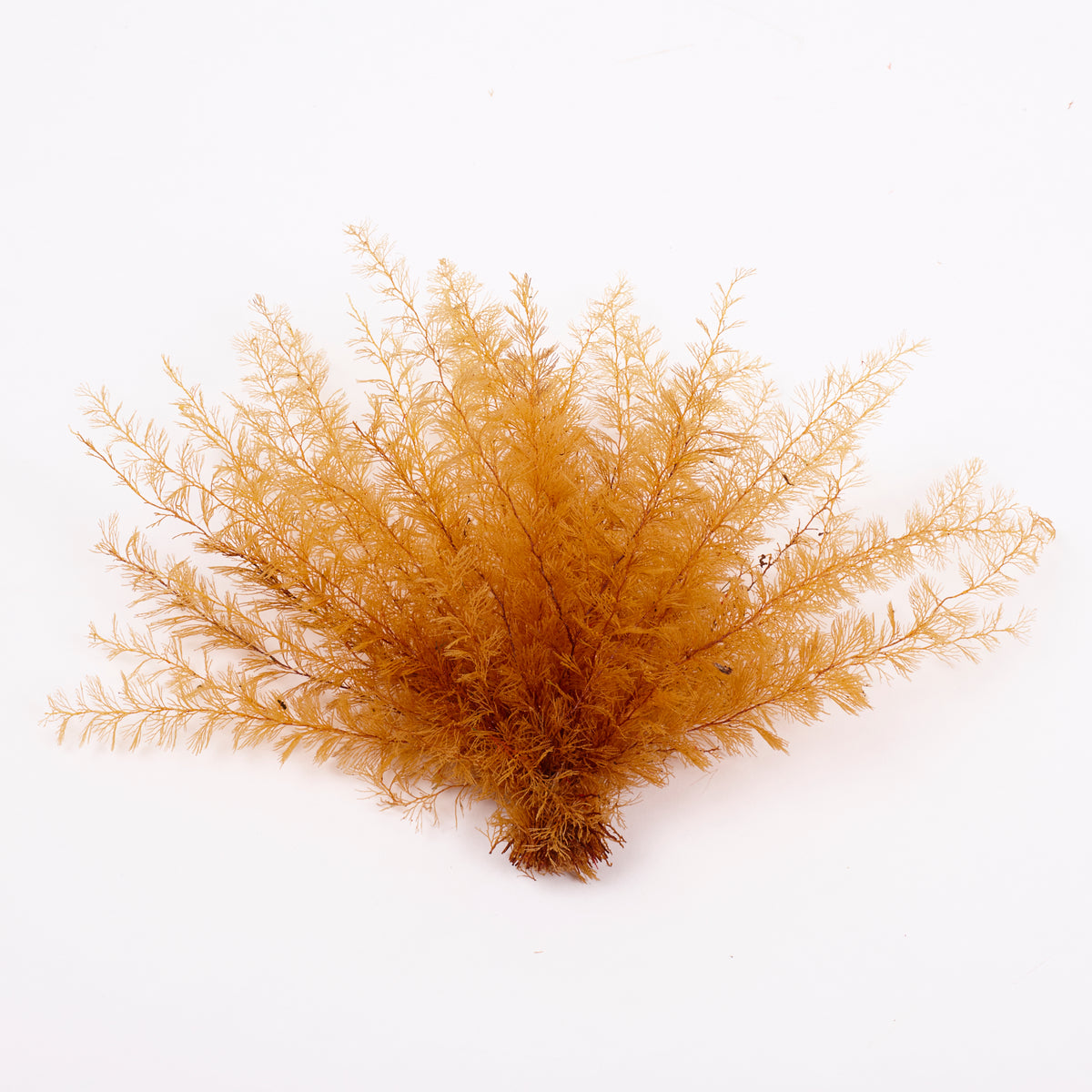 Air Fern, Preserved, Yellow, Bunch, British