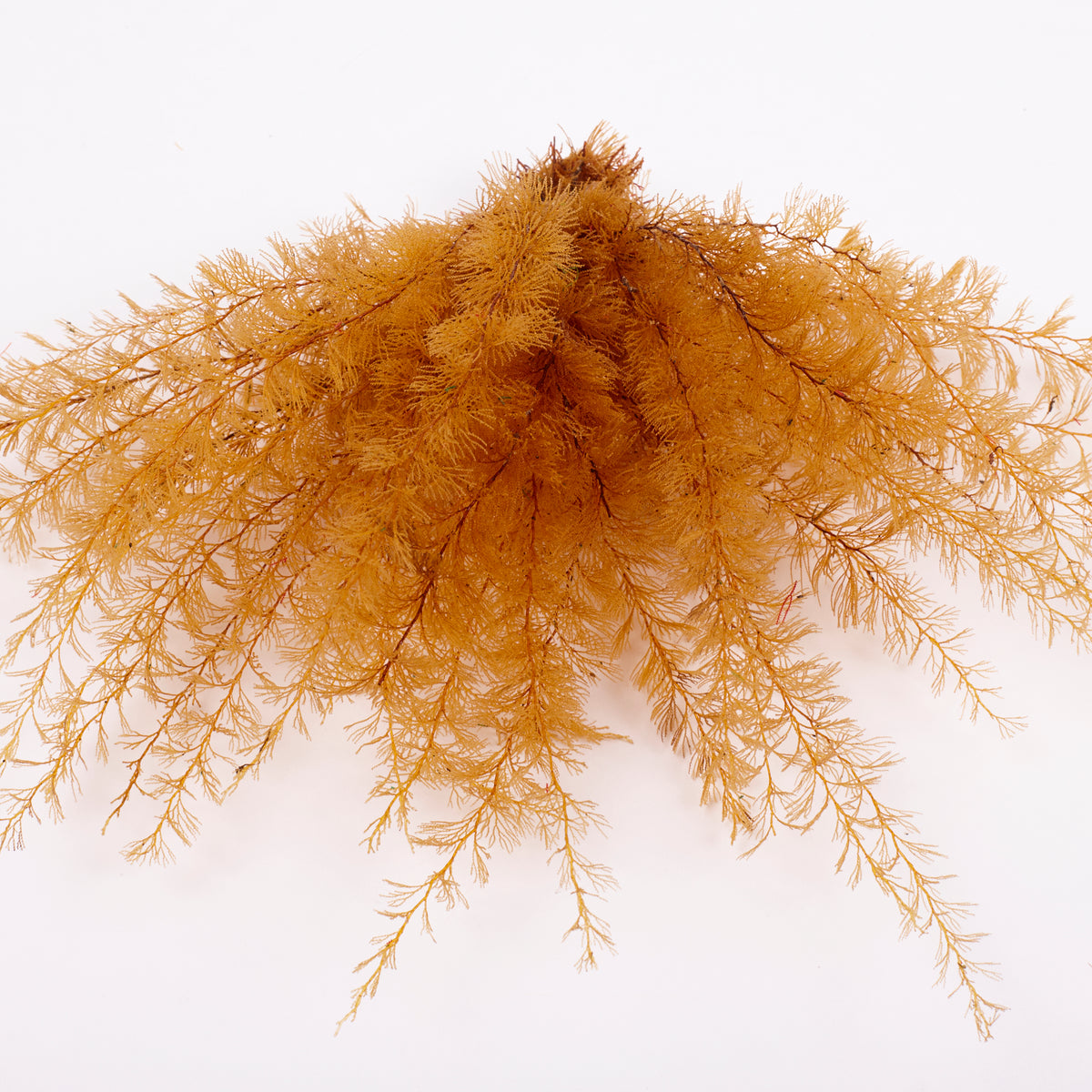 Air Fern, Preserved, Yellow, Bunch, British