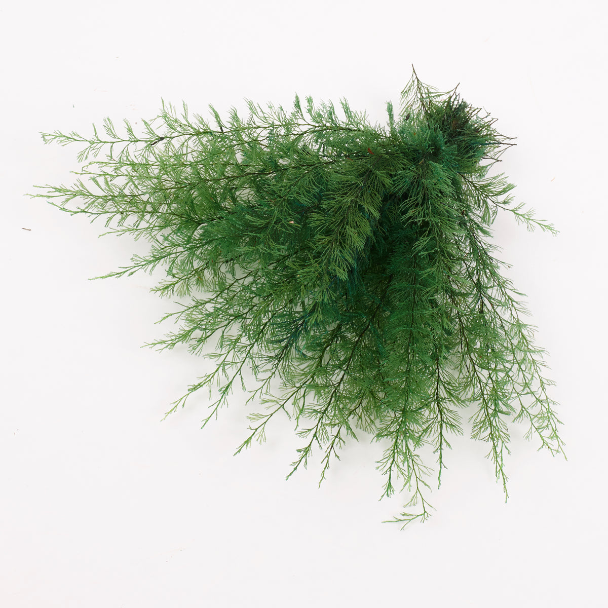 Air Fern, Preserved, Green, Bunch, British