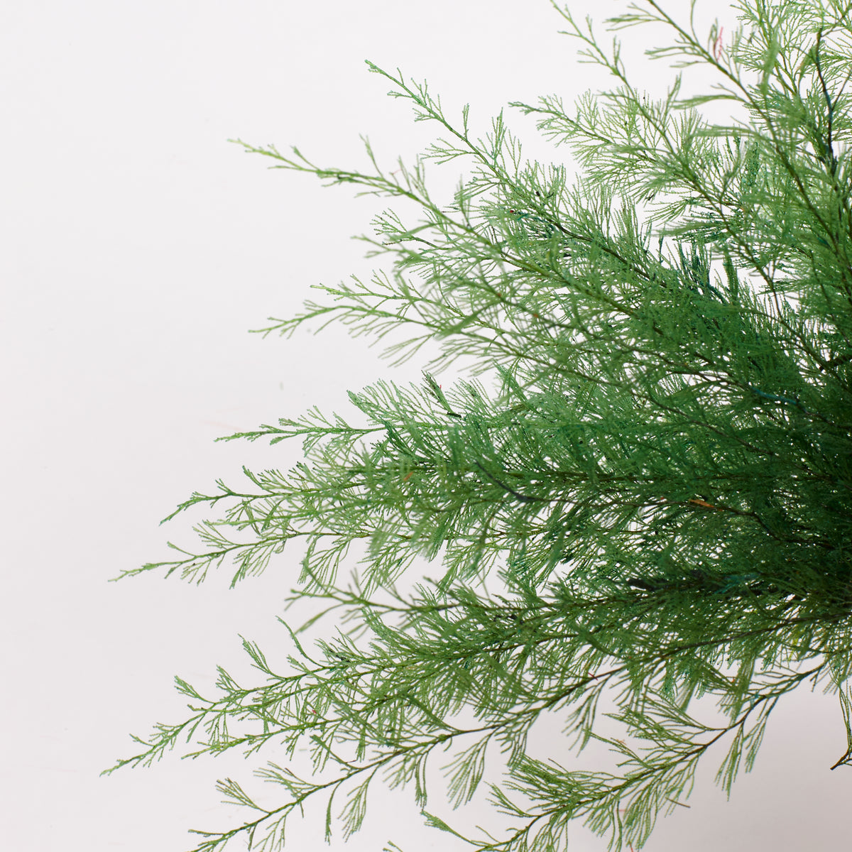 Air Fern, Preserved, Green, Bunch, British