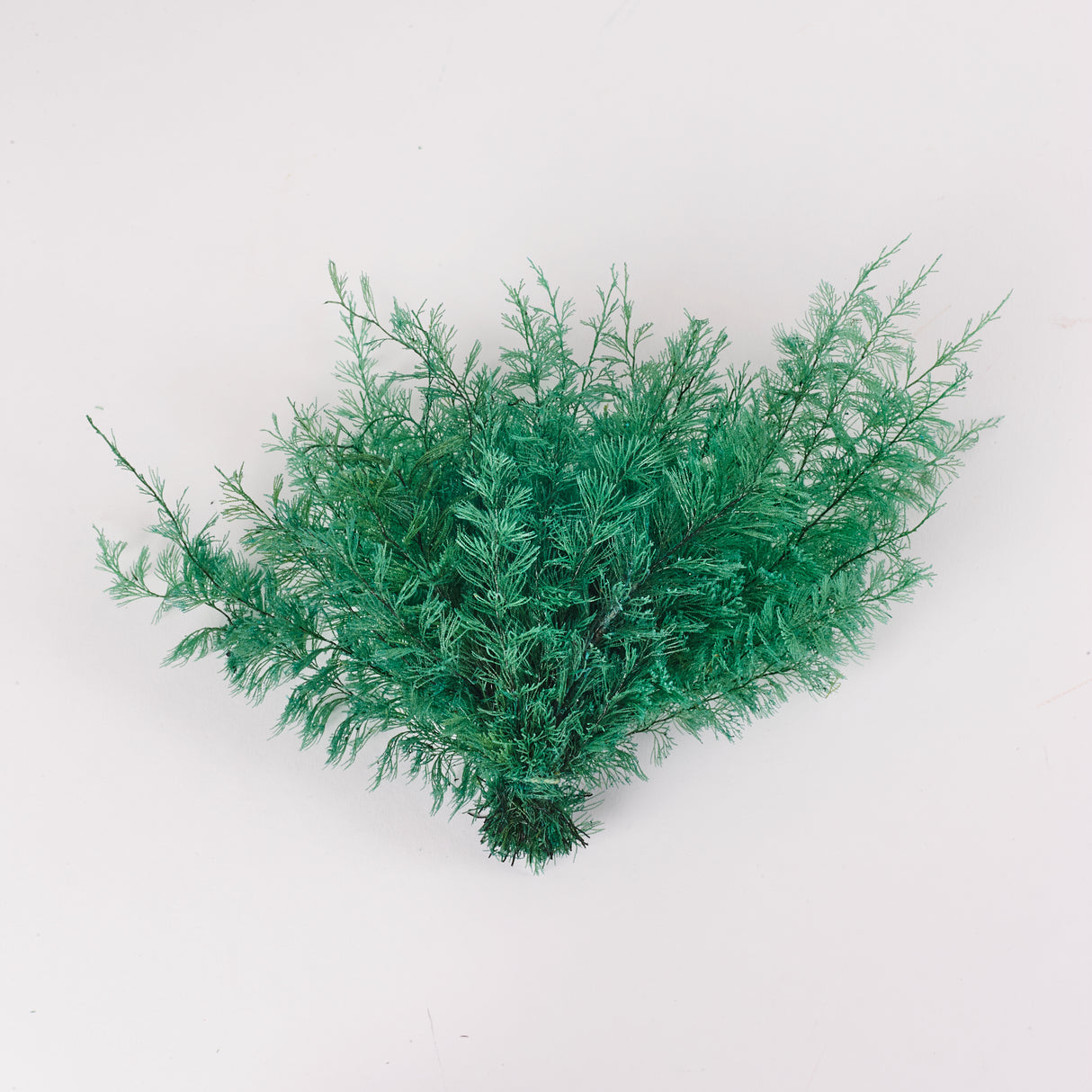 Air Fern, Preserved, Green, Bunch, UK