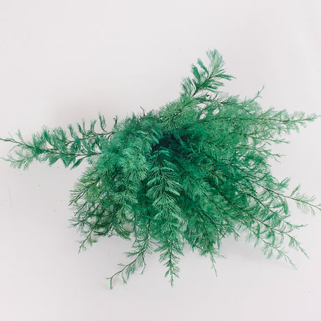 Air Fern Bundle, preserved,green