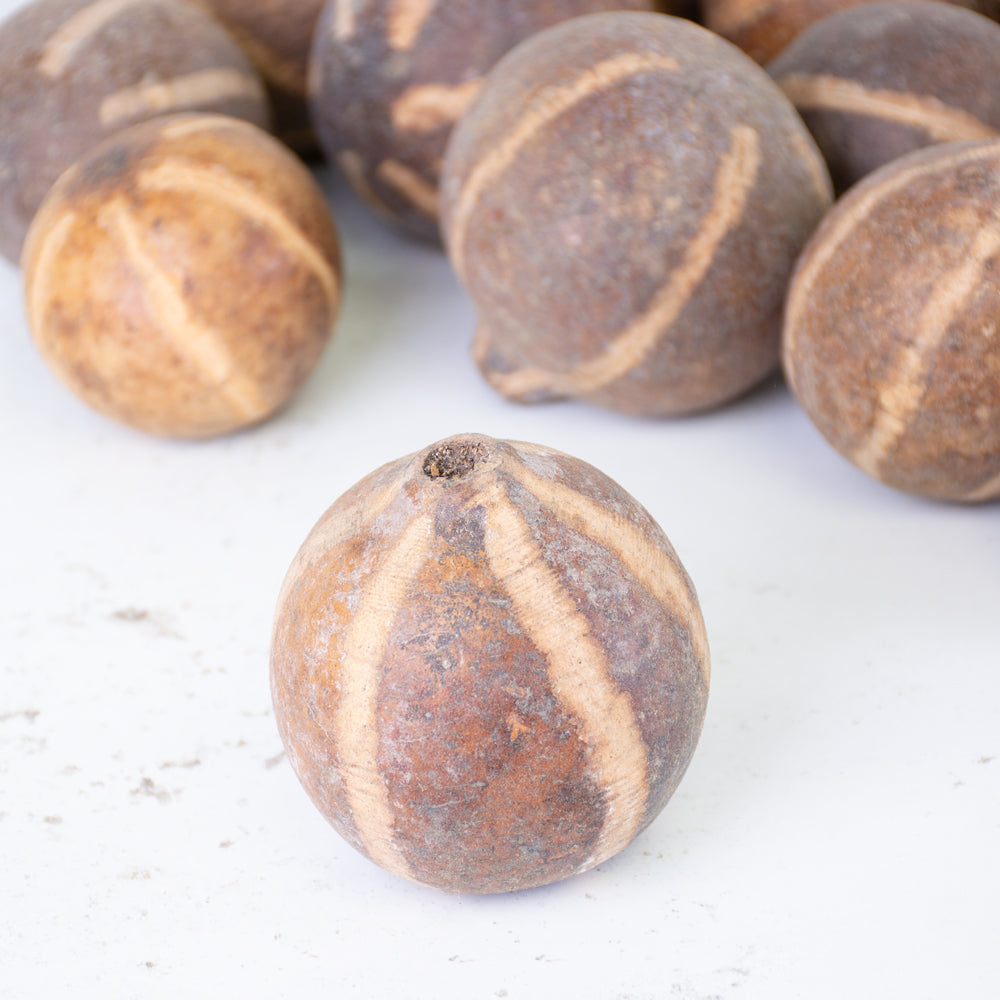 Bellani Pumpkin, Natural and Dried, Bag of 50