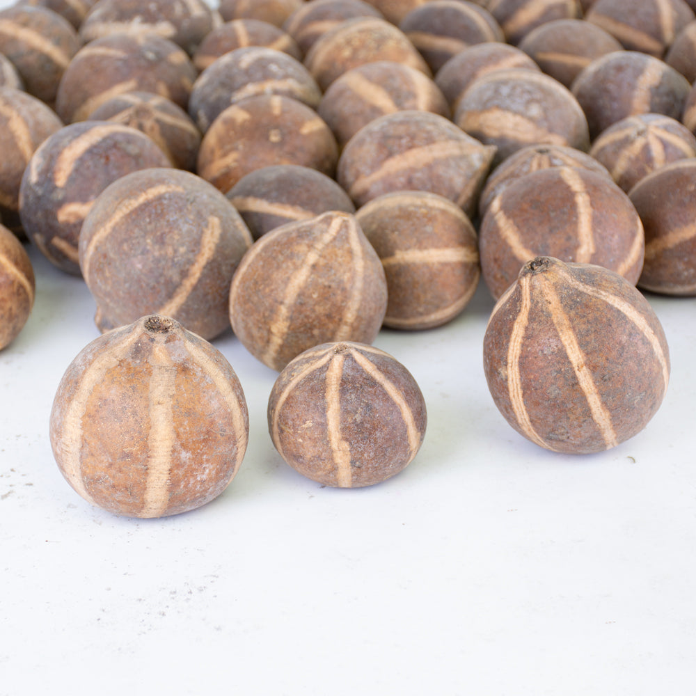 Bellani Pumpkin, Natural and Dried, Bag of 50