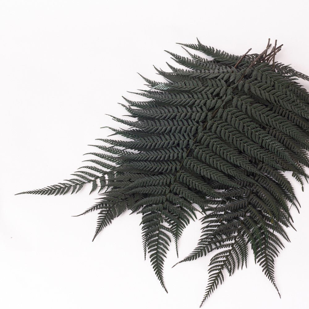 Fern, Brilliance, (Verdissimo), Preserved, Green, Bunch x 8 Stems