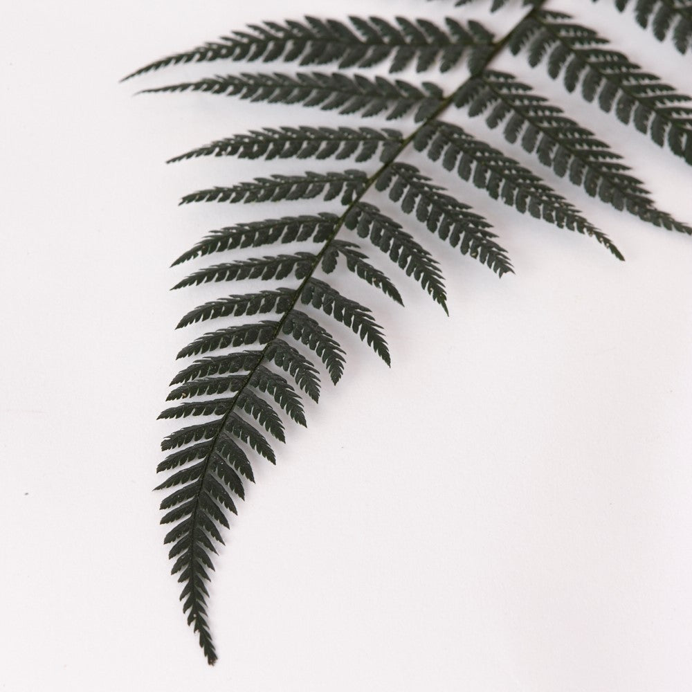 Fern, Brilliance, (Verdissimo), Preserved, Green, Bunch x 8 Stems