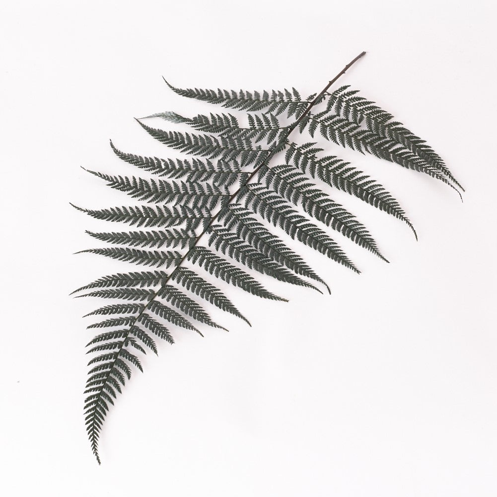 Fern, Brilliance, (Verdissimo), Preserved, Green, Bunch x 8 Stems