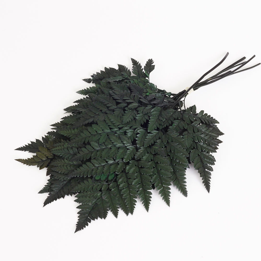 Fern, Leather, (Verdissimo), Preserved, Green, Bunch x 6 Stems