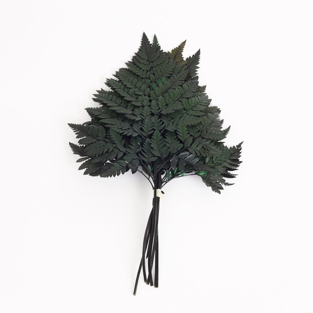 Fern, Leather, (Verdissimo), Preserved, Green, Bunch x 6 Stems