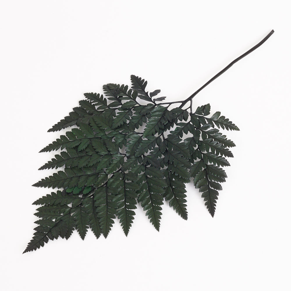 Fern, Leather, (Verdissimo), Preserved, Green, Bunch x 6 Stems