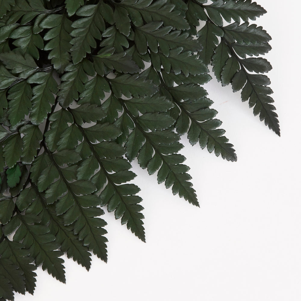 Fern, Leather, (Verdissimo), Preserved, Green, Bunch x 6 Stems