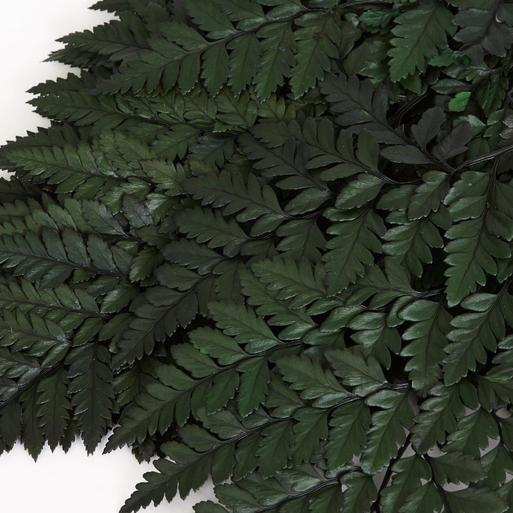 Fern, Leather, (Verdissimo), Preserved, Green, Bunch x 6 Stems