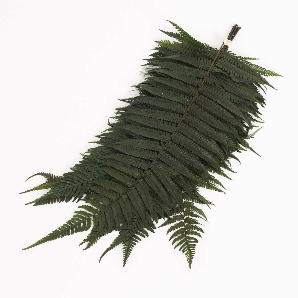 Fern, Parchment, (Verdissimo), Preserved, Green, Bunch x 10 Stems