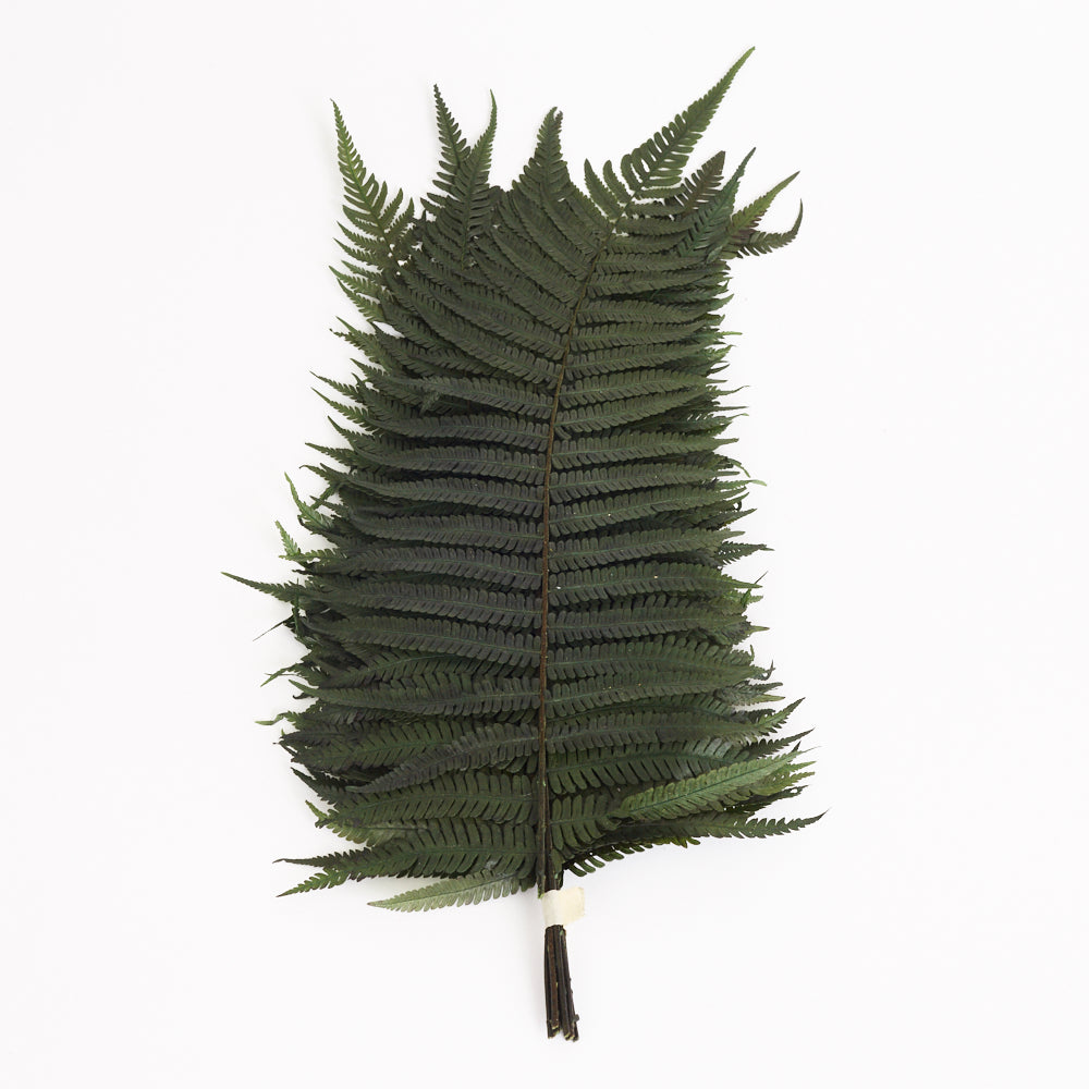 Fern, Parchment, (Verdissimo), Preserved, Green, Bunch x 10 Stems