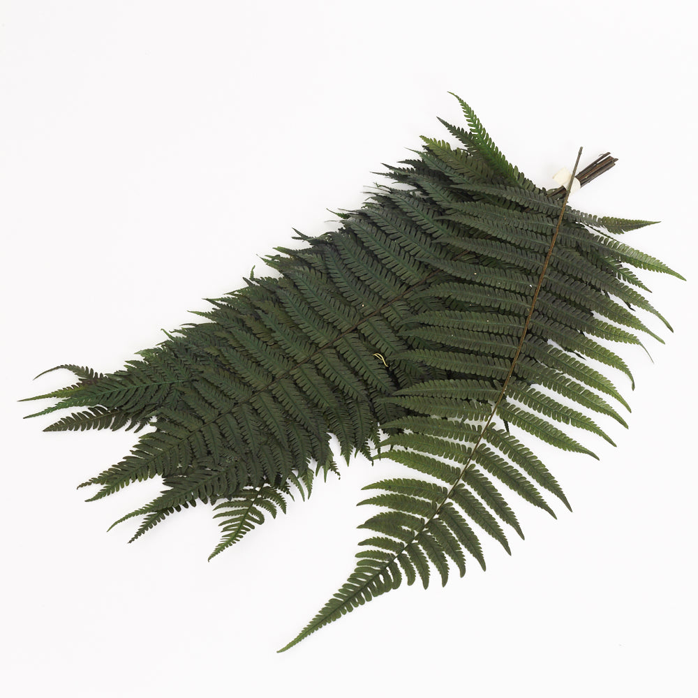 Fern, Parchment, (Verdissimo), Preserved, Green, Bunch x 10 Stems