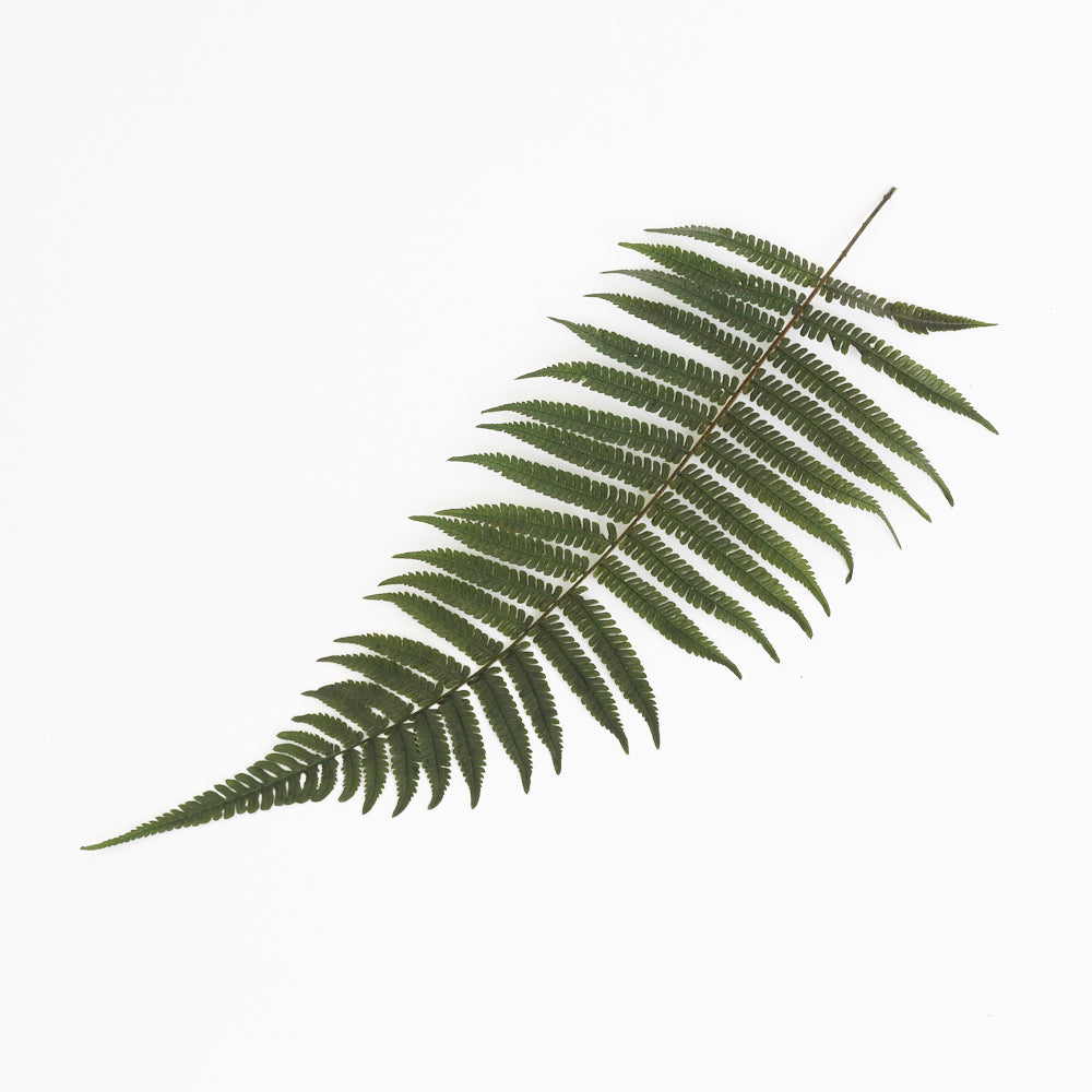 Fern, Parchment, (Verdissimo), Preserved, Green, Bunch x 10 Stems