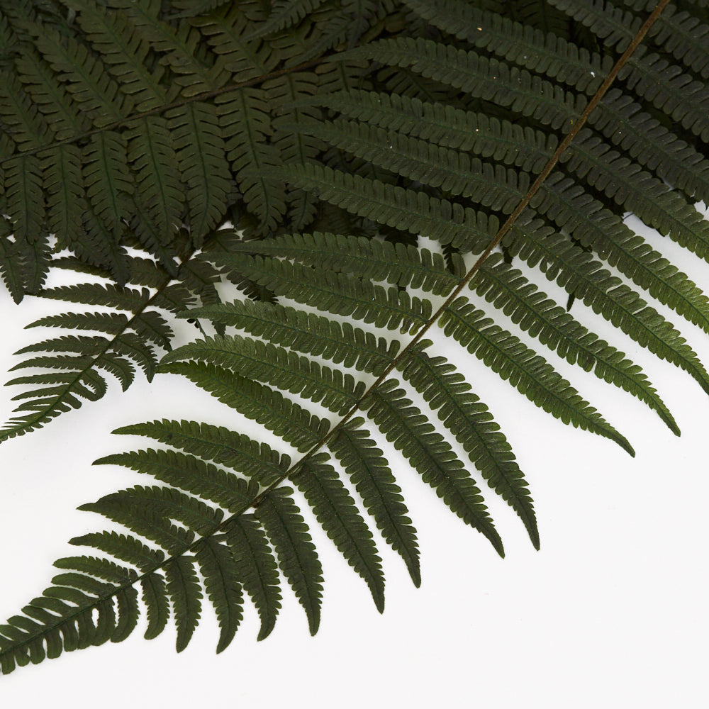 Fern, Parchment, (Verdissimo), Preserved, Green, Bunch x 10 Stems