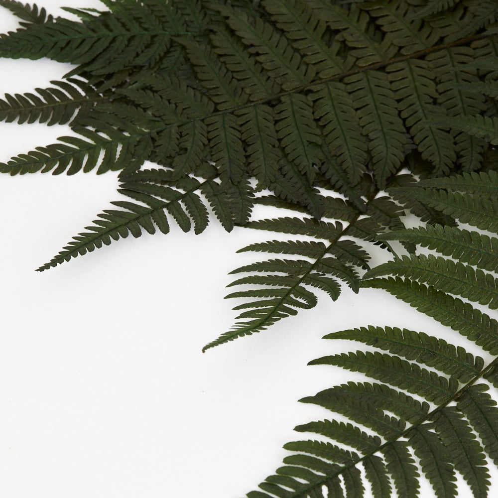 Fern, Parchment, (Verdissimo), Preserved, Green, Bunch x 10 Stems