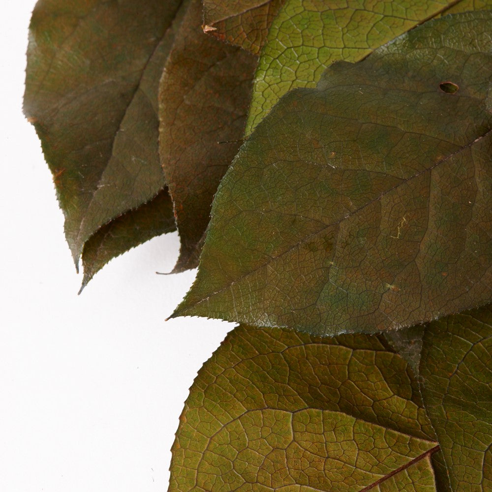 Salal (Verdissimo), Preserved, Green, Bunch