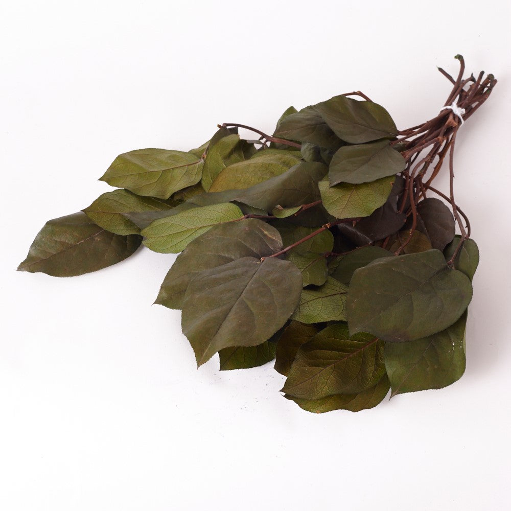 Salal (Verdissimo), Preserved, Green, Bunch